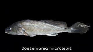 Boesemania microlepis  Smallscale CroakerGelama Air Tawar Thailand [upl. by Naneik]