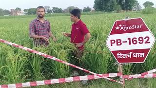 Agrostar company ka 1692 paddy seed agrostar farming viralvideo [upl. by Yehc]