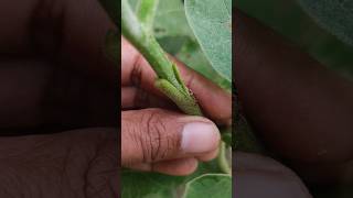 Grafted brinjal  eggplant grafting shorts khansir farming grafting graftedbaigan viral [upl. by Htebazile]