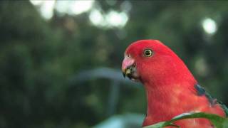 Exotic Birds  Australian King Parrot Eating [upl. by Kuska619]