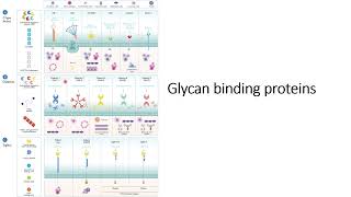 Glycan binding proteins GBP Specificity and Location Code 527 [upl. by Ellerrehc]