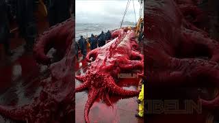 Giant Deep Sea Creature Caught by Fishermen🐙🦑🦀deepseafishing fishingexploration giantseacreature [upl. by Vickie]