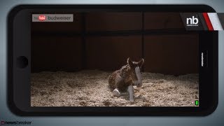 Most Adorable Super Bowl Commercial  NewsBreaker  Ora TV [upl. by Kalie]