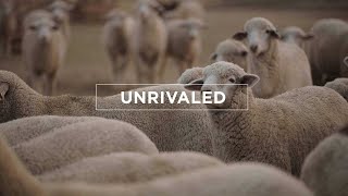 Wool Unrivaled  Ep 4 [upl. by Laetitia16]