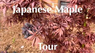 Japanese Maple and Conifer Tour April [upl. by Lemcke]