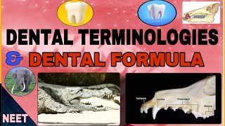 Dental terminologiesHomodont Heterodont DiphyodontAcrodontThecodont etcDental FormulaNeerja [upl. by Ahsercel]