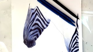 How to draw realistic zebra [upl. by Cul]