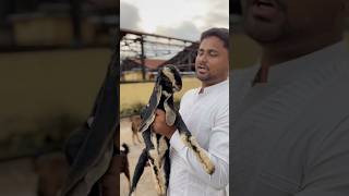 deonar Bakra Mandi Latest Update deonarbakramandi bakramandi ruwhaidshah reels vlogs kota [upl. by Suedama]