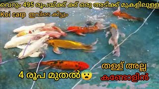 koi carp fish koi carp caring Malayalam review and details koi fish  carp fish [upl. by Lindbom297]