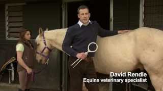 Talk About Laminitis 90 second Infomercial [upl. by Eagle]