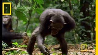 Chimps amp Tools  National Geographic [upl. by Anitahs]