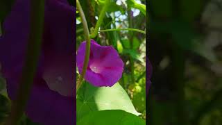 ipomoea purpurea flowers 🌸 nature [upl. by Gizela]