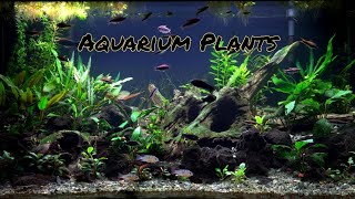 Aquarium Plants in the Community Tank 2 Monthsold Setup [upl. by Assilam]