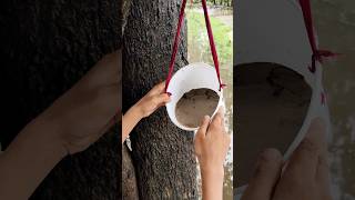 Bird Water Feeder Cleaning Jugaad 😱 ।। Making Bird Feeder Clener shorts cleaning feeder birds [upl. by Ayimat]