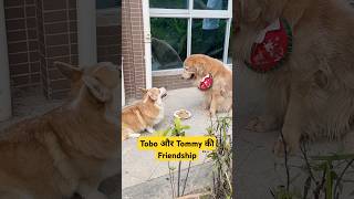 🐕Tobo और Tommy की Friendship  mini wood toy  woodworking art skills  hand crafts shorts [upl. by Anaujait110]