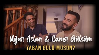 UĞUR ASLAN feat CANER GÜLSÜM  YABAN GÜLÜ MÜSÜN  uguraslan canergulsum [upl. by Raimes]