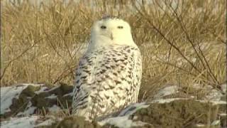 FJÄLLUGGLA Snowy Owl  Bubo scandiacus Klipp  57 [upl. by Naor]