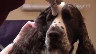 Grooming Guide  English Springer Spaniel  ShowCompetition  Pro Groomer [upl. by Lewse]