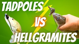 Tadpoles vs Hellgramites for CREEK FISH [upl. by Helsa]