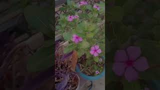 Periwinkle flowering 🌷 viralshorts youtubeshorts [upl. by Sachs275]