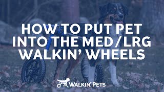 How to Put Your Dog in the Rear Walkin Wheels Wheelchair [upl. by Assener]