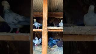 pigeon show kabutar ki video 🕊️🕊️🔥kabutar kabootar kalapati pigeon shorts [upl. by Anoyek]