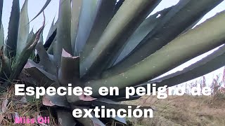 Especies en peligro de extinción ¿qué son ¿cómo cuidarlas Ejemplos [upl. by Eltsirc]