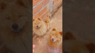 Chow chows  Leona  Maggie  Maya Bryan [upl. by Netsriik]