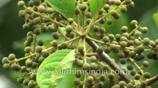 Vidanga Embelia ribes powerful antiparasitic herbs of Ayurveda [upl. by Wooster]