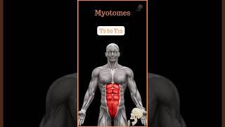 Myotome  a group of muscles which is innervated by single spinal nerve root h5nphysiotherapy [upl. by Altaf20]