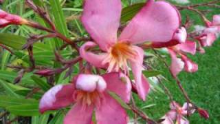 Oleander eine gefährliche Schönheit [upl. by Waiter]