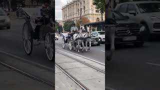 Discovering Viennas Historic Charm  A Unique Tour on a HorseDrawn Carriage Through Heart of City [upl. by Netta]