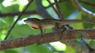 Brown anole Part 1 displays amp fighting [upl. by Graniela]