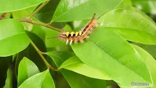 insect241101501p09wlcaterpillar of orgyia postica 小白紋毒蛾幼蟲A001C01 [upl. by Narag817]