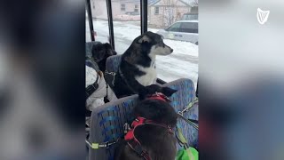 Exclusive bus for dogs goes viral on TikTok [upl. by Kowatch]