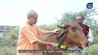 HariBol Ahimsa A2 Milk  Farm to Table Journey  Pure Gir Cow Milk  HariBol A2 Milk  ISKCON Milk [upl. by Urban]