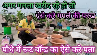 रूट बॉन्ड प्लांट को ऐसे पहचाने  How to identify Root bond plant  Best Pot Selection for plants [upl. by Pascasia]