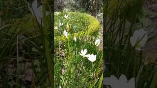 zephyranthes candida autumn rain lilyfairy lily white rain lilymusic uttarakhand [upl. by Hedve569]