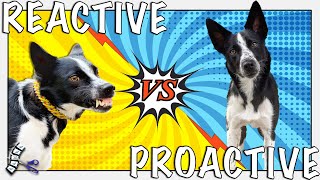 PROACTIVE Tips You Can Teach Your REACTIVE Dog With Positive Training [upl. by Hallam]