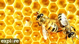 Honey Bee Landing Zone powered by Exploreorg [upl. by Yemane]