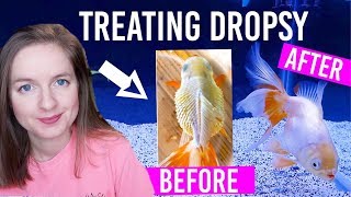 How To Treat Dropsy In Goldfish  Full 2 Week Treatment [upl. by Akimaj]