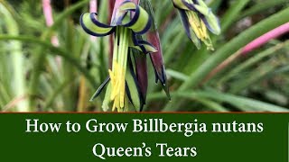 How to Grow Queens Tears or Friendship Plant  Billbergia nutans [upl. by Jenkins]