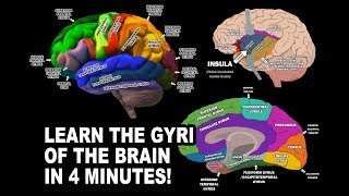 GYRI OF THE BRAIN  LEARN IN 4 MINUTES [upl. by Noami526]