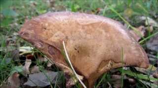 Tawny Funnel Cap Lepista flaccida  20121104 [upl. by Ahola]