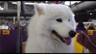 The Smiling Samoyed [upl. by Brainard]