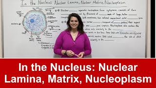 In the Nucleus Nuclear Lamina Nuclear Matrix Nucleoplasm etc [upl. by Nossyla973]