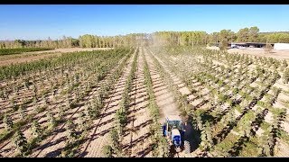 Kiri tree Paulownia plantation in Spain by WeGrow new version with tracking [upl. by Aidole]