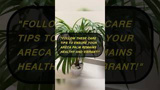 Areca palm care tips✅🌿 shorts plants plantcare plantcaretips प्रकृतिlove trending [upl. by Aretse496]