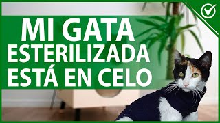 🐱 Mi GATA ESTERILIZADA está en CELO  ¿Qué hacer para tranquilizarla 🐱 [upl. by Fritz]