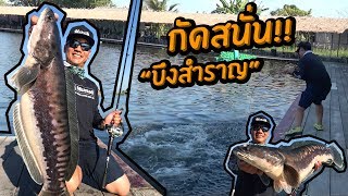 ล่าเหยื่อผิวน้ำโหดขนาดนี้ บึงสำราญ Topwater Maddness Bungsamran [upl. by Ynamad]